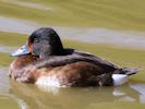 Baer's Pochard (WWT Slimbridge April 2013) - pic by Nigel Key